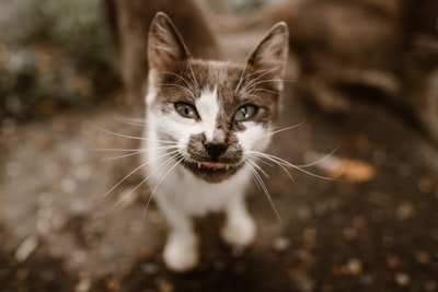 棕壤上的白猫和棕猫